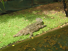 s_A_PICT0064_thumb.png